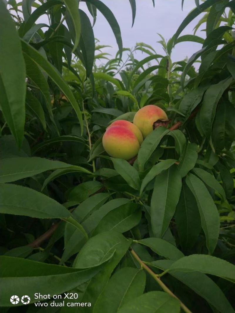 河北广宗,京玉毛桃,口感脆甜,果面光净,无虫眼,无裂果.