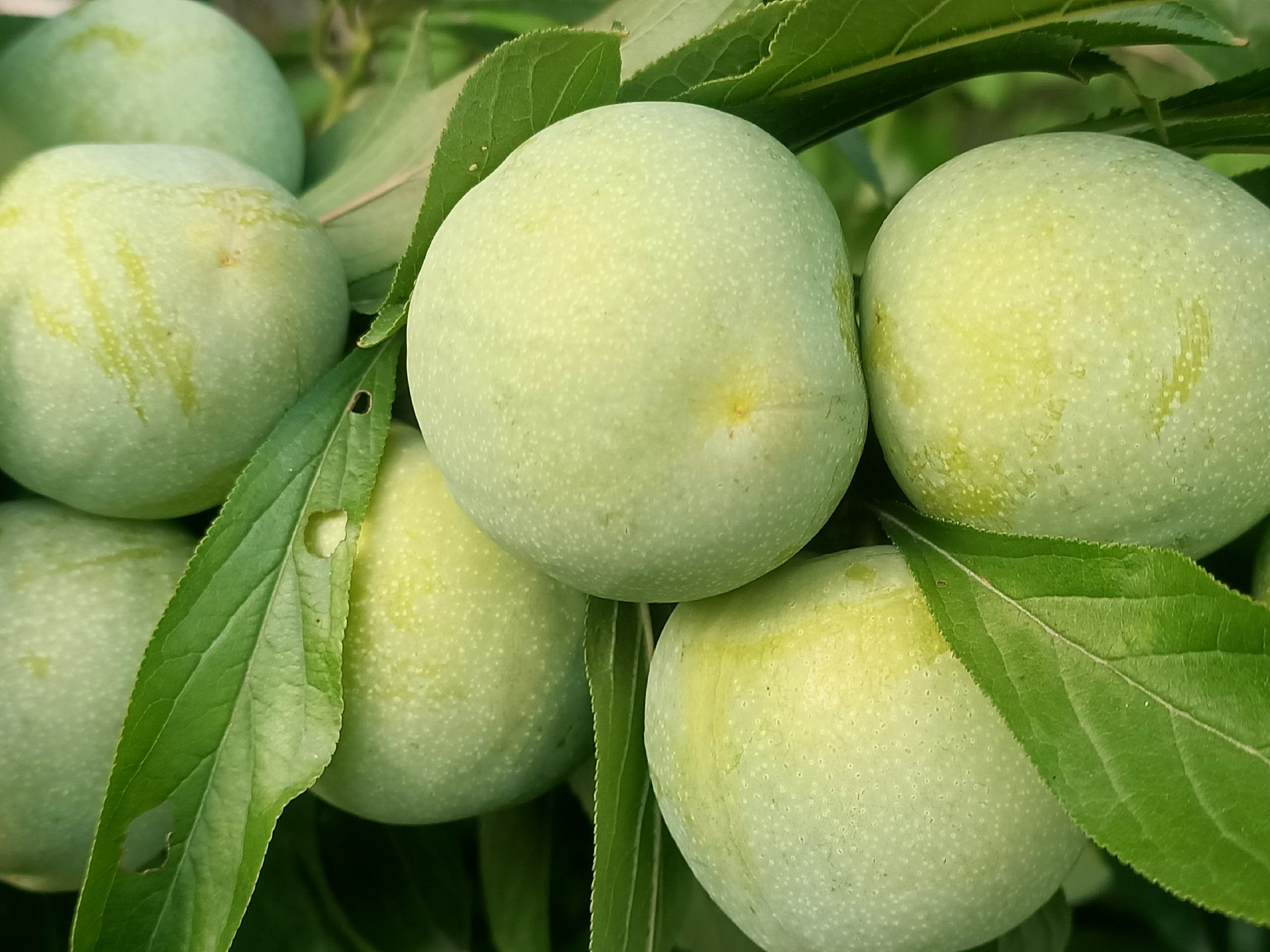 青脆李子特写