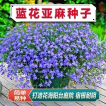 蓝花亚麻种子盆栽垂吊植物庭院花园阳台花卉种子春播草花种子