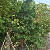 供应秋枫5-20分袋苗