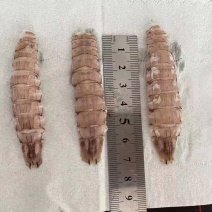 皮皮虾。虾爬子