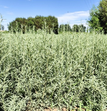 四翅滨藜甘肃苗圃供应3060公分四翅滨藜种植农户