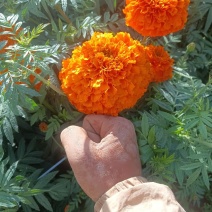 万寿菊