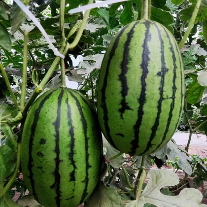 l600西瓜价格行情