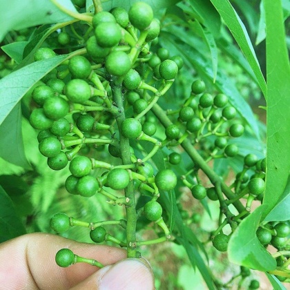 木姜子价格行情