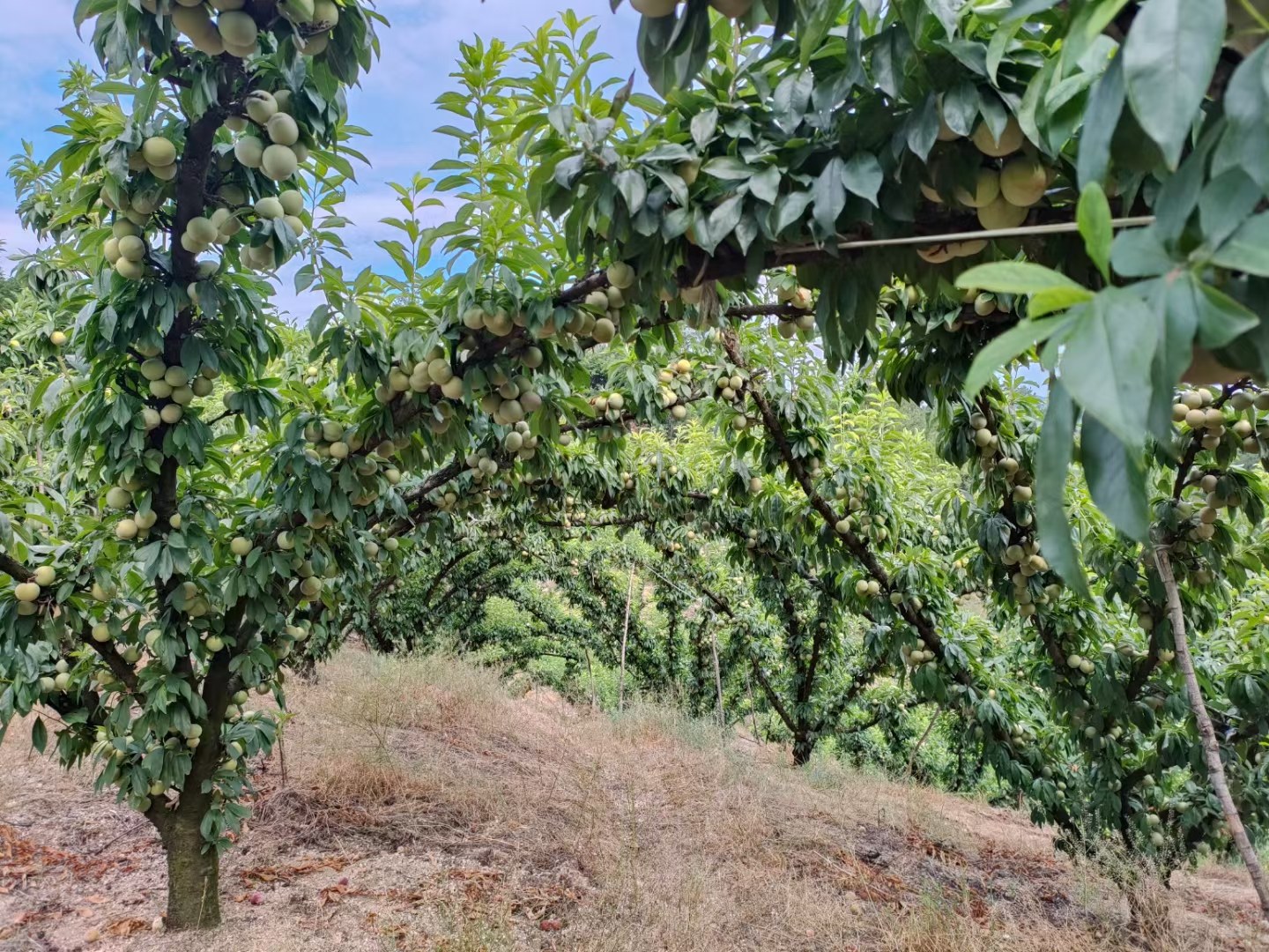 展示一片成熟的桃形李果园,果树整齐排列,果实挂满枝头,阳光透过树叶洒在果实上,呈现出丰收的景象 桃形李果园实景图