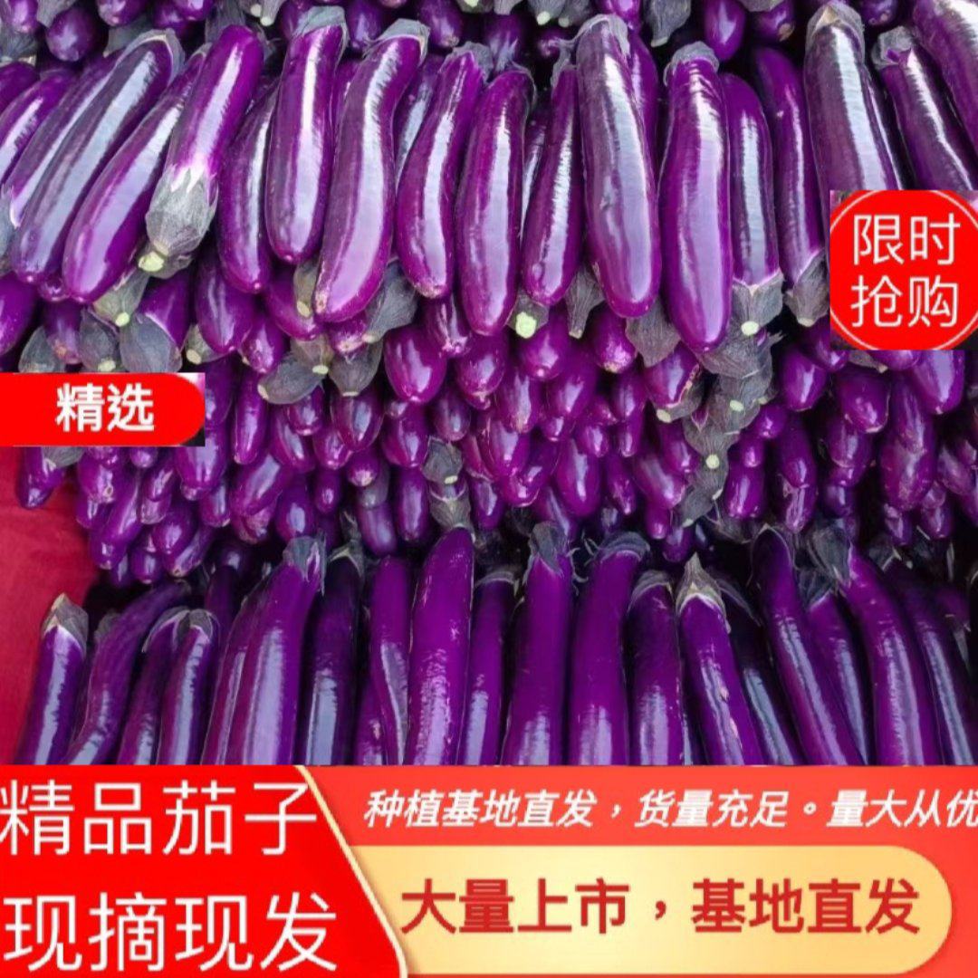 [长茄批发]河南焦作博爱县茄子 0.10元/斤红金刚 紫长茄 紫 _ 一亩田