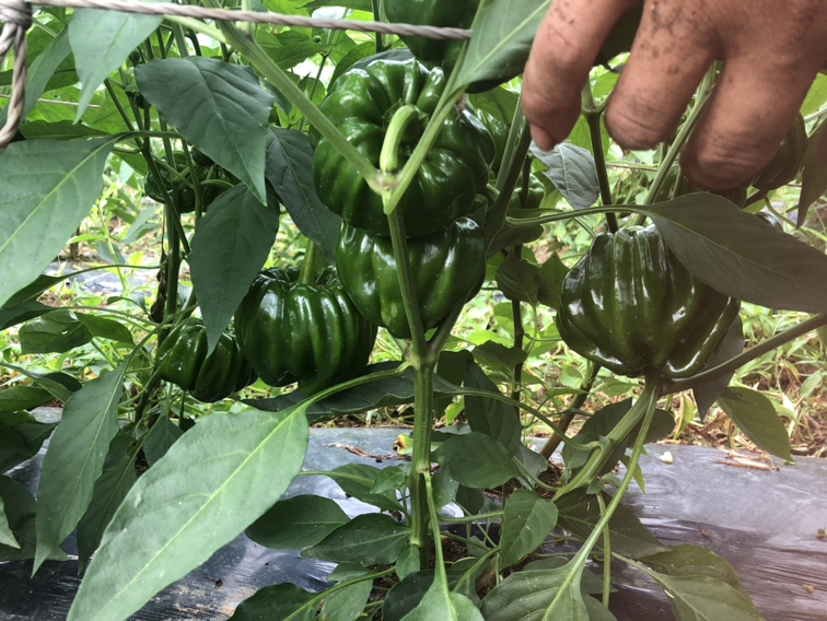 一名农民正在清晨的菜地中使用剪刀从植株上剪下成熟的薄皮椒,椒果呈深绿色,果面光滑,背景为整齐排列的辣椒植株,地面微湿,显示刚过露水期 薄皮椒采收现场