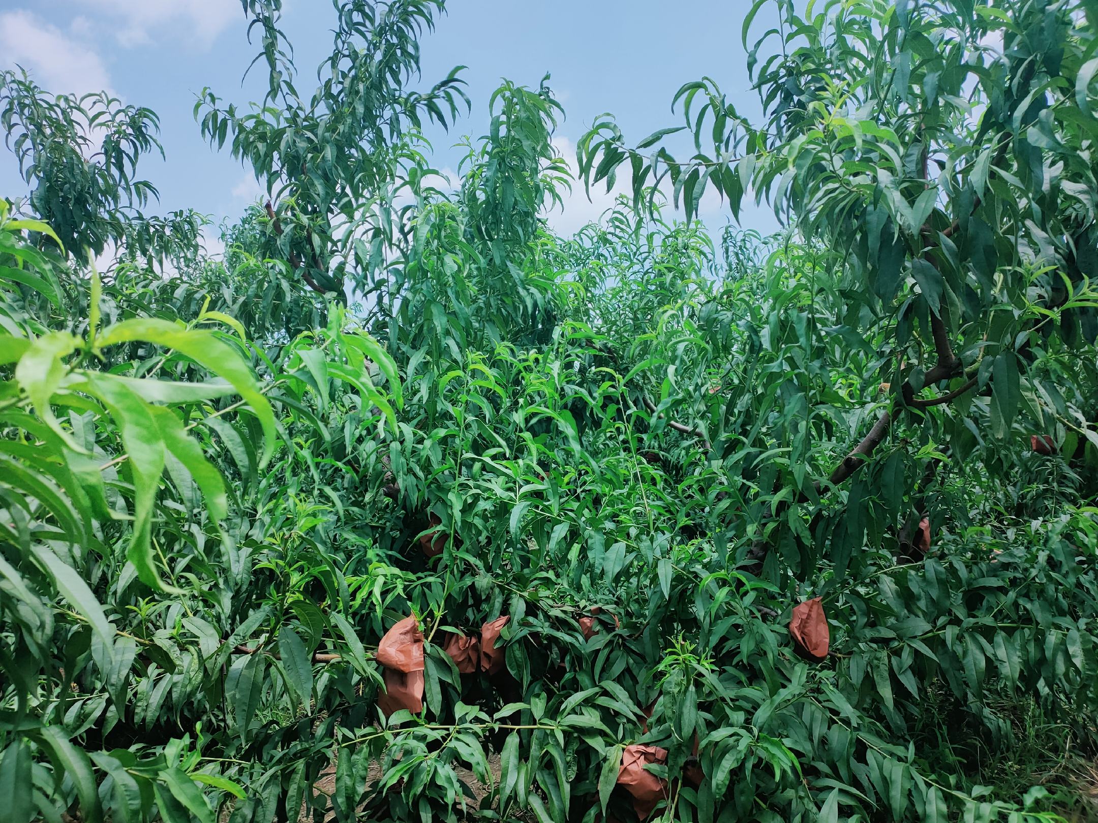 一片阳光充足的山坡桃园中,成排的红蟠桃树挂满扁圆形的红色果实,果皮泛着自然光泽,部分果实已被套袋保护,农民正在田间检查果实成熟度,背景为绿色山丘和蓝天 红蟠桃果园全景