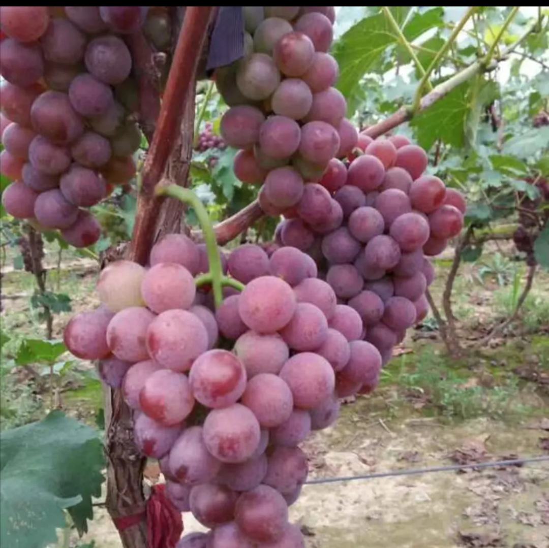 京亚葡萄膨大剂处理现场