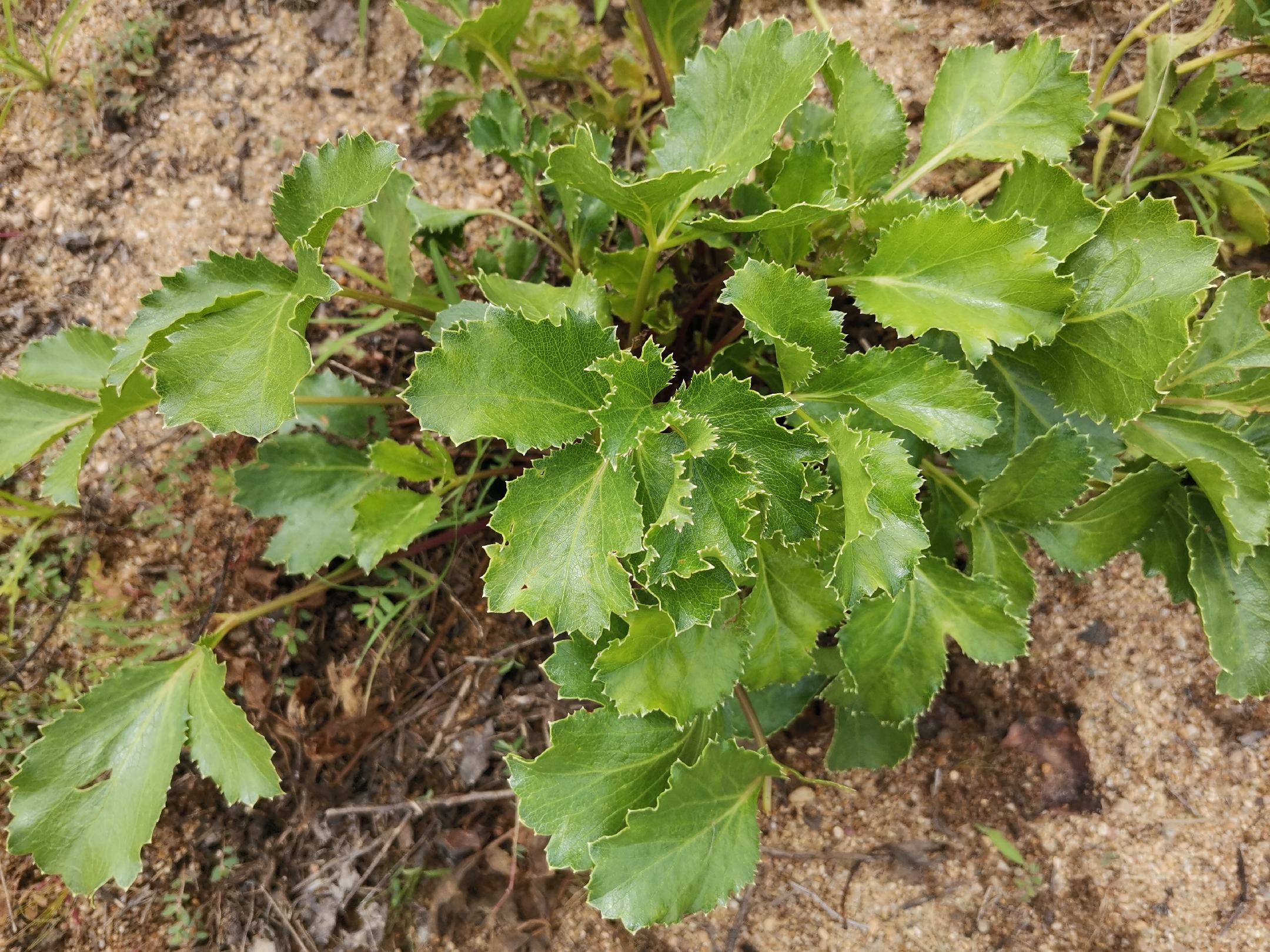 北沙参植株特写