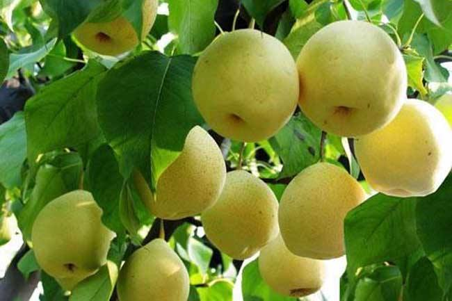 海宁许村镇仓桥村水晶梨果园航拍图