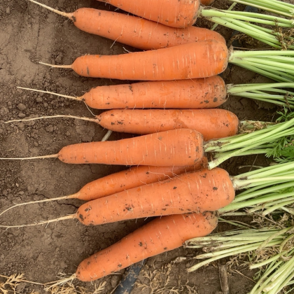 三红胡萝卜价格行情