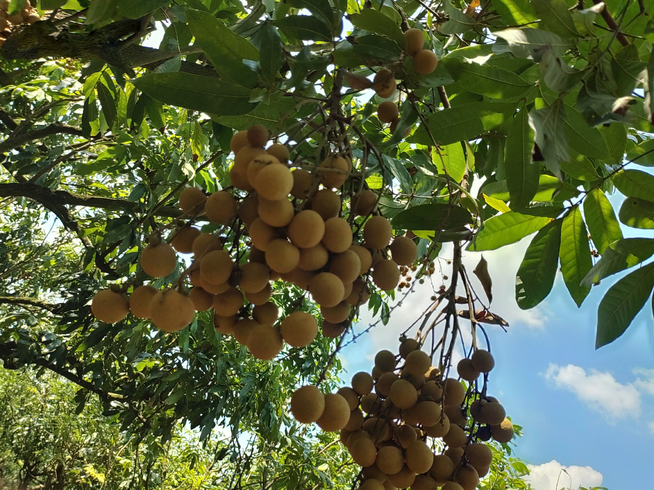 石硖龙眼果实特写