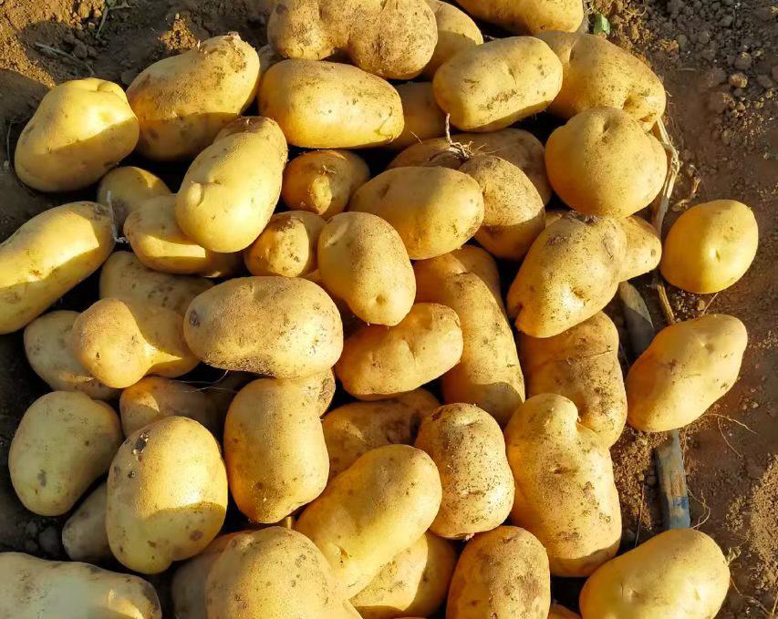 农民在田间收获226土豆的场景