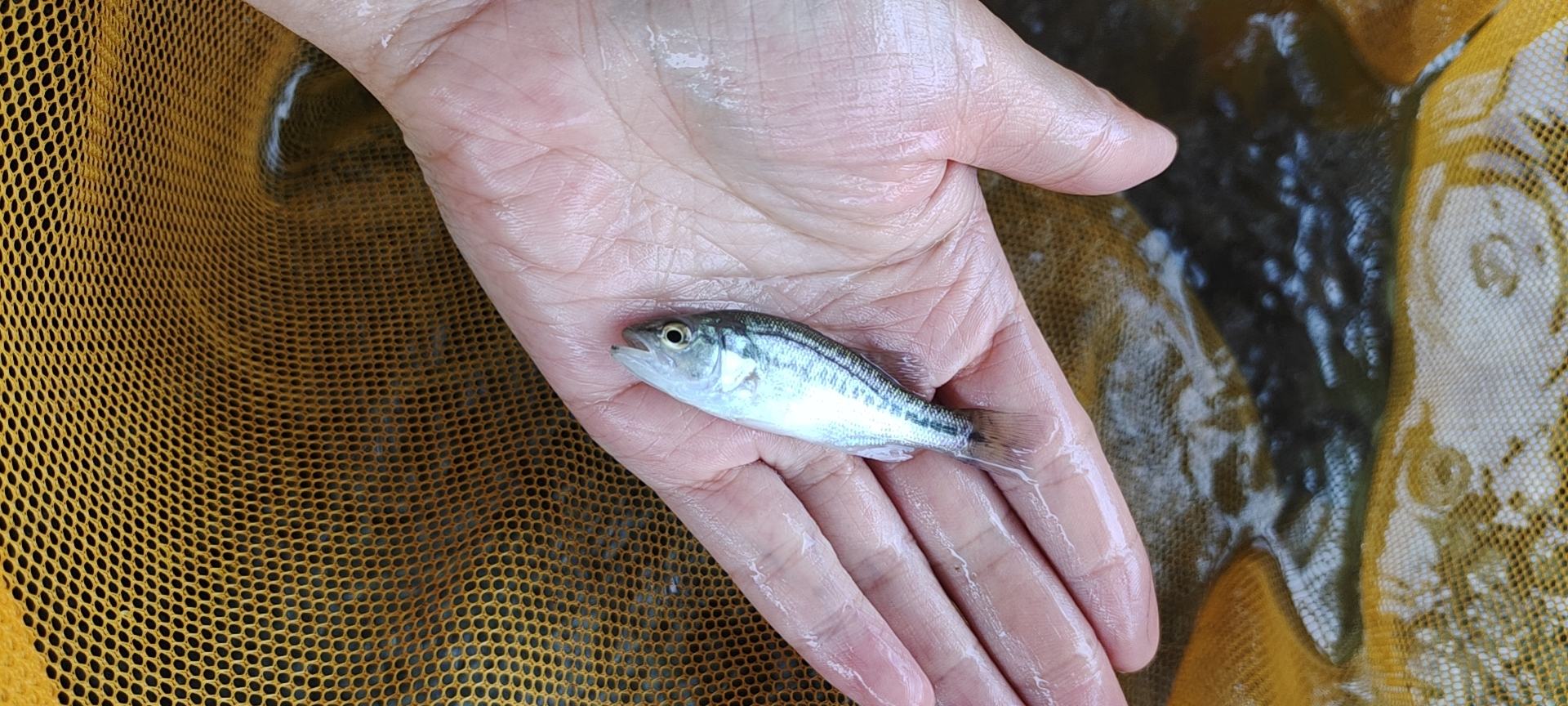 女性食用带鱼后的过敏反应示意图