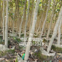 沉香布袋中树