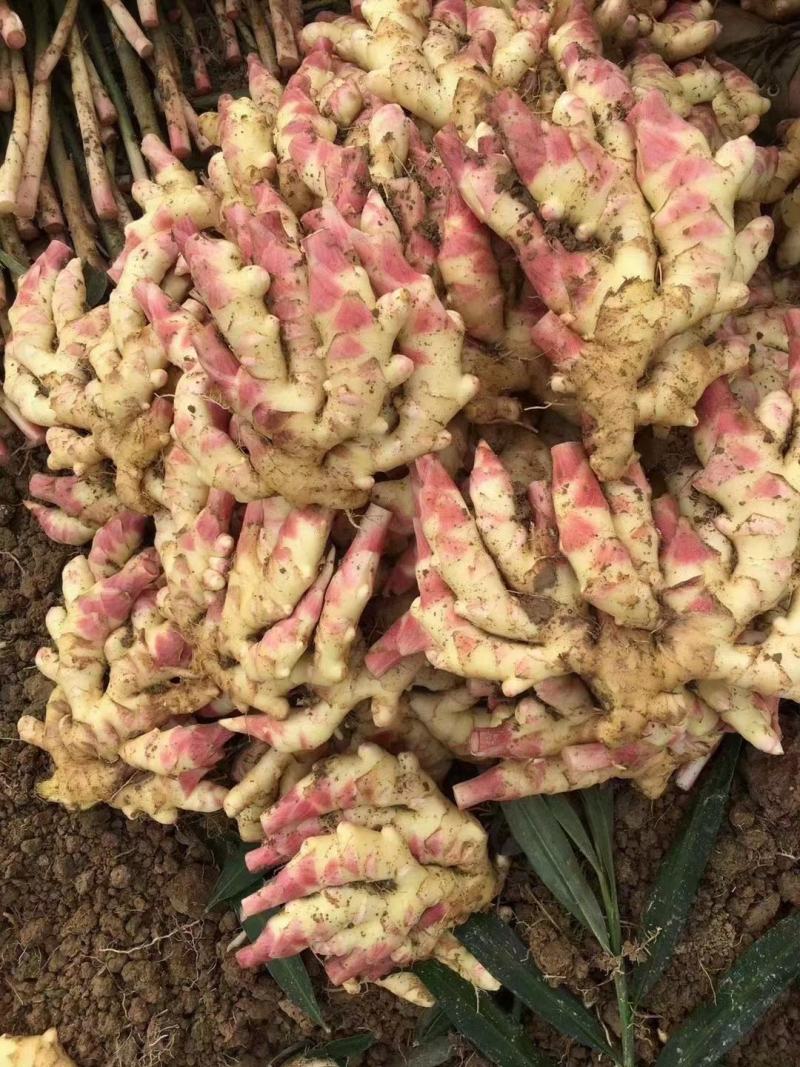 四川仔姜2两以上1千亩基地大量上市欲购从速