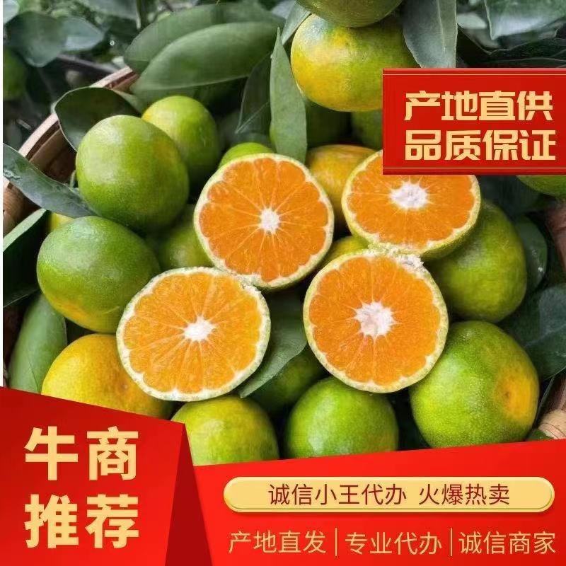 [叶桔批发]湖北宜昌夷陵区柑桔 0.30元/斤小叶桔八月桔贡桔皮 _ 一亩田