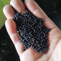 江苏扬州优质油菜籽，湿基含油41，出净油36以上欢迎订购