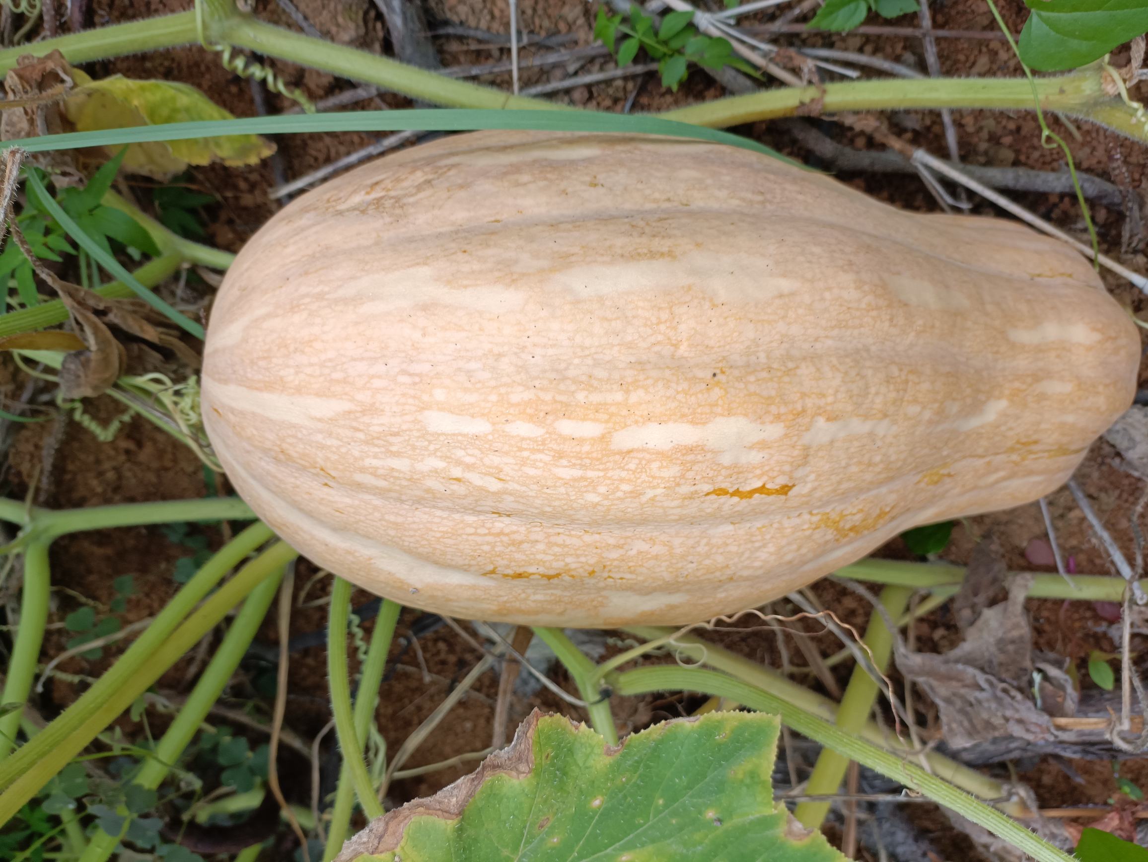 一个完整的蜜本老南瓜,呈长纺锤形,表皮为深绿色带浅黄色条纹,表面有轻微蜡质感,一端连接干燥的瓜蒂,背景为田园土壤环境,展现其自然生长状态 蜜本老南瓜整体外观特写