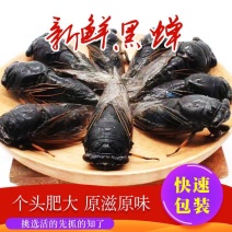 黑蝉，黑知了，老知了，蝉，活体速冻