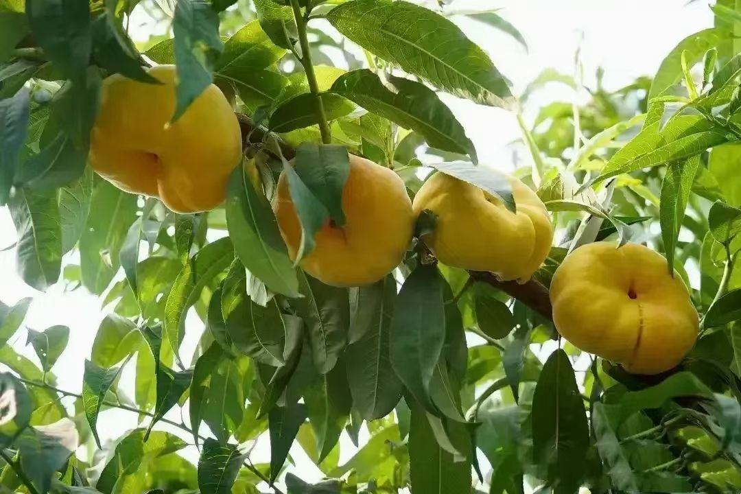果园中的黄金蜜蟠挂果场景