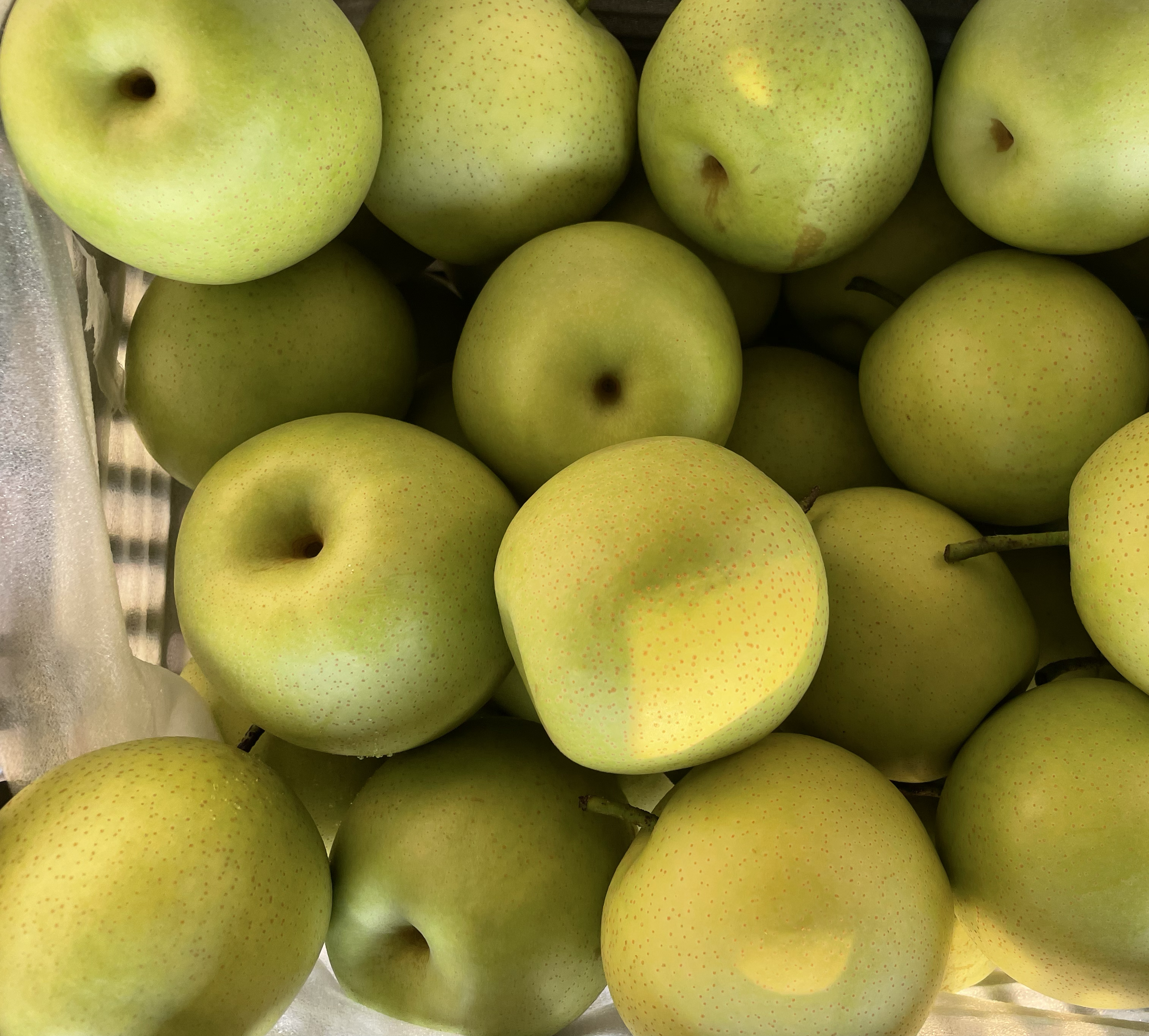 翠冠梨果实特写