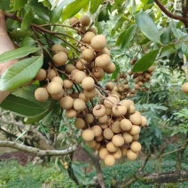 石硖龙眼