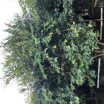 沙巴嘉宝果2-3-4分大量现货供应有需要的老板联系