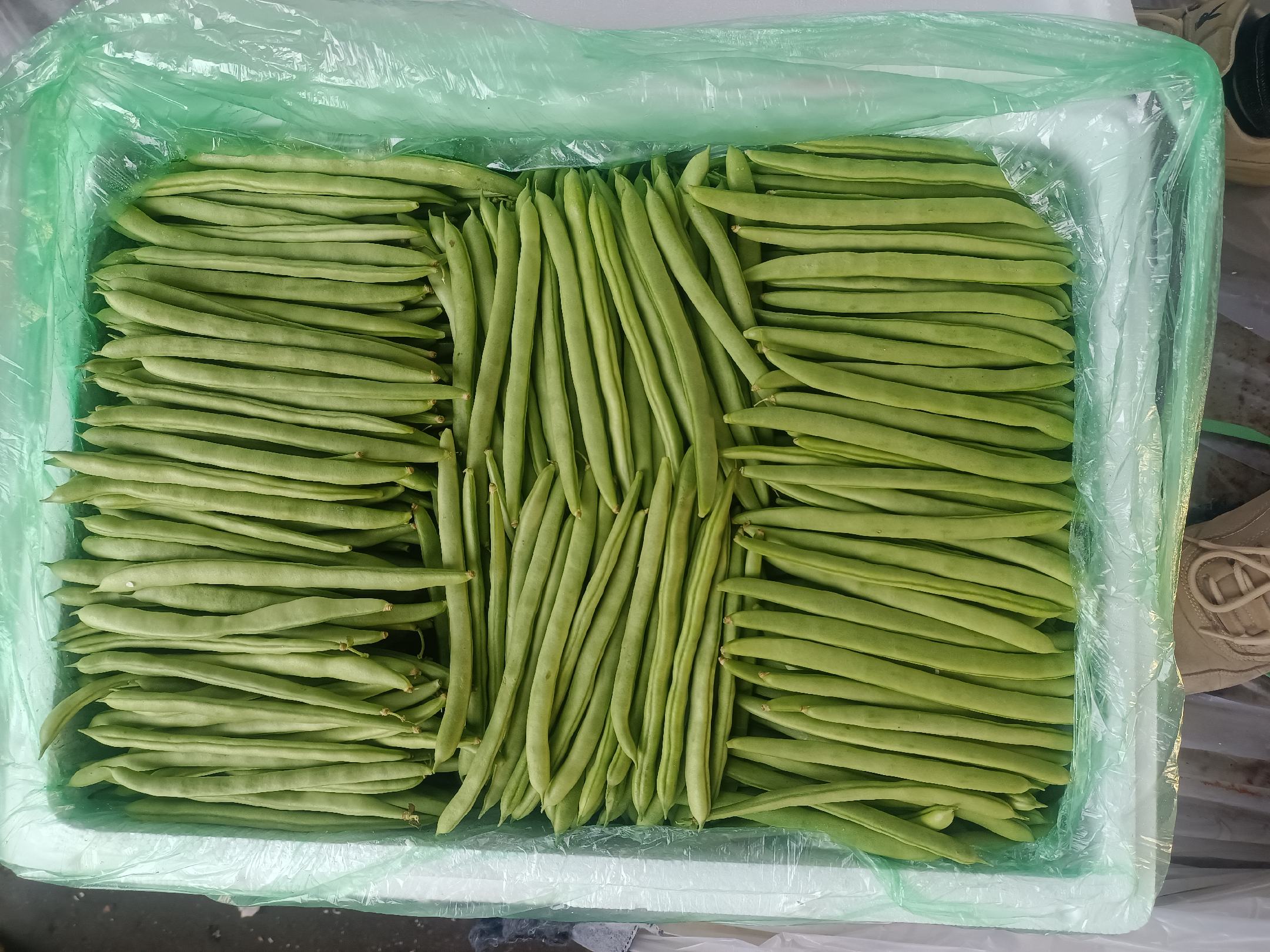 左侧展示正确做法:四季豆用纸巾包裹后放入半开放保鲜盒,置于冰箱抽屉;右侧为错误示范:豆荚潮湿堆积在密封塑料袋中,已出现褐斑和霉点。图中标注文字说明‘潮湿+密封=加速腐败’‘干燥+透气=延长保鲜’ 家庭四季豆储存对比示意图