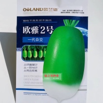 欧雅2号萝卜种子微辣北方夏秋两用一代杂交青萝卜种子