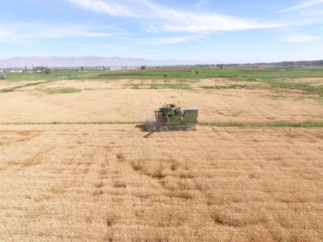 现代化小麦收割场景