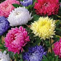 四季开花菊花翠菊花种子易活阳台盆栽庭院花海大菊花耐寒多年
