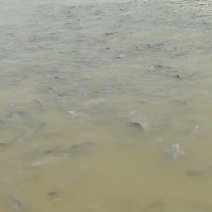 青鱼