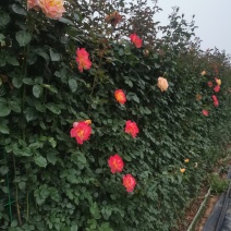 长效供应蔷薇花规格齐全随时可聊