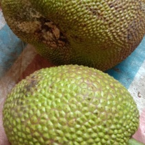 菠萝蜜