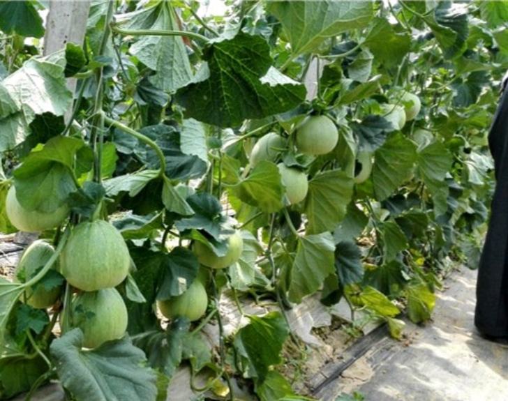 吊蔓甜瓜标准化钢丝吊蔓系统安装实景
