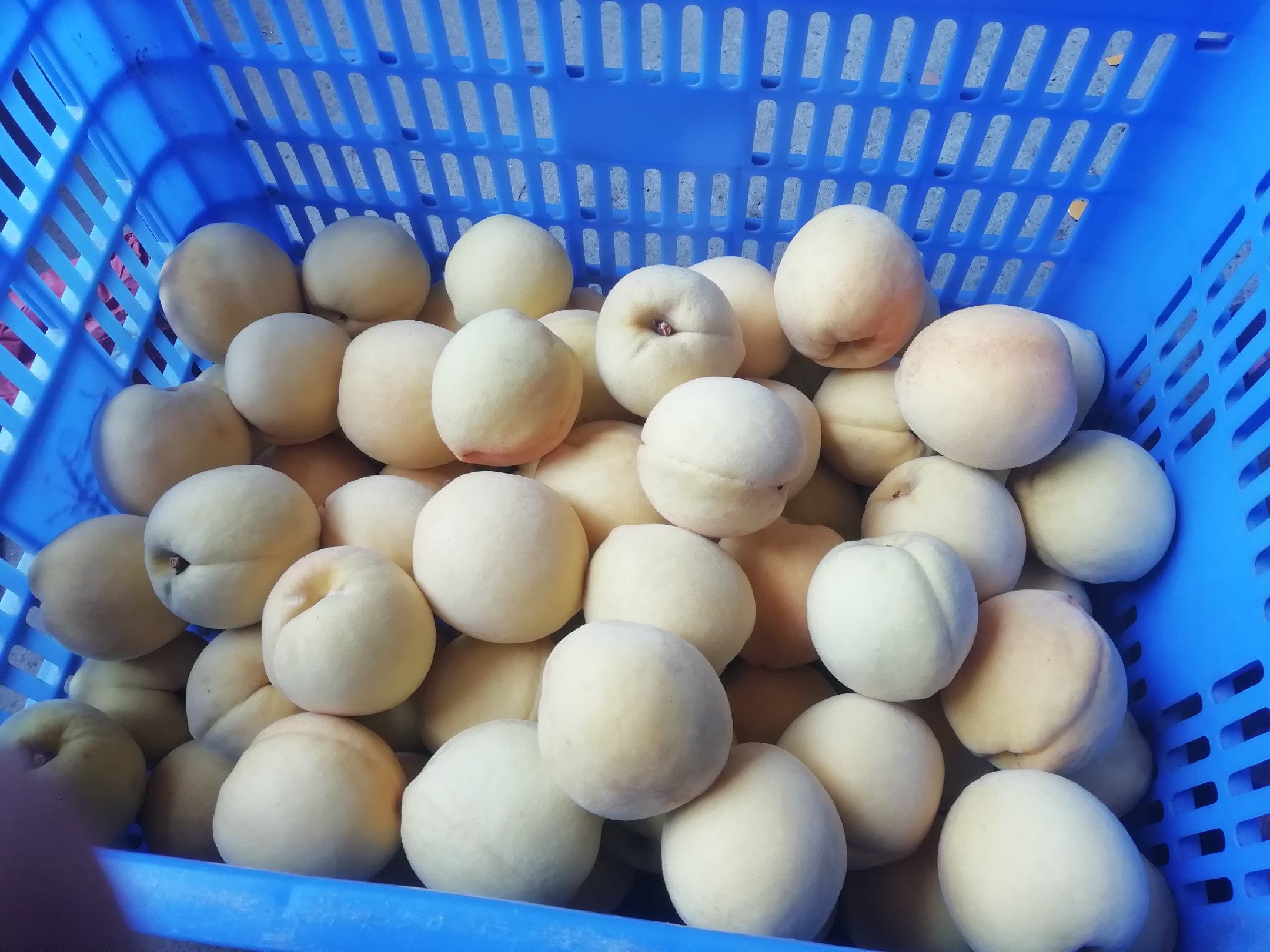 炎陵黄桃采摘现场