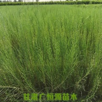 梭梭苗基地梭梭苗价格梭梭苗供应商