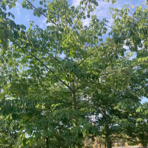 美丽异木棉各种规格大量现货欢迎来咨询