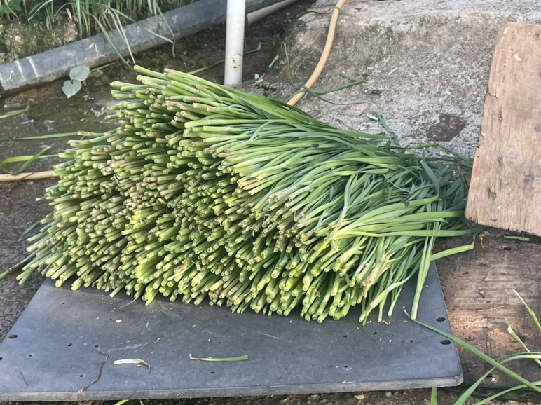 高清微距摄影:新鲜头茬宁夏中宁枸杞(直径4–6mm,果形饱满、表皮皱褶细腻、色泽朱红带琥珀光泽)与山东寿光大棚头刀韭菜(叶宽0.8–1.2cm,叶脉清晰、叶鞘嫩白、断面渗出晶莹汁液)在低温快炒后的自然组合,展现食材本真形态与营养保留状态 韭菜与枸杞同炒特写:翠绿韭菜段与橙红枸杞粒在浅色陶瓷盘中交错分布,表面泛微光油润,无焦糊或过度软烂,体现新鲜食材精准火候