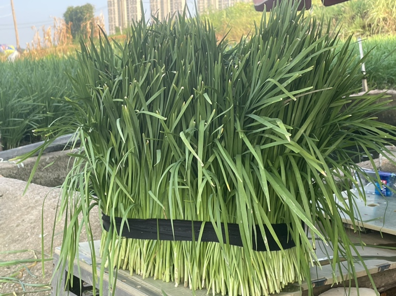 一盘热气腾腾的韭菜炒鸡蛋