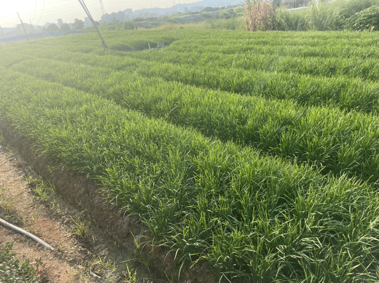 展示韭菜地中可能出现的灰霉病、蓟马、蚜虫等病虫害特征图片 韭菜地常见病虫害图解