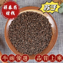 （热销）苏子产地山东量多从优产地大货祥泰药材栈中药材批