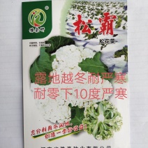 松霸露地越冬菜花种子耐严寒商品性强商品性强