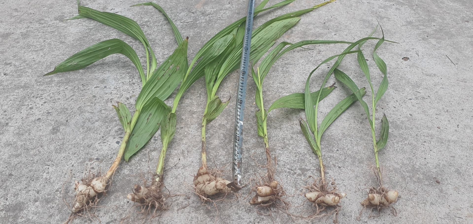 子持白莲锦与其他多肉植物组合盆栽