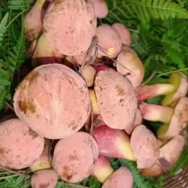 天然野生菌