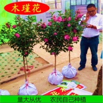 重瓣木槿花苗盆栽可食用红花木槿树苗庭院耐寒耐阴植物工程绿