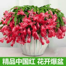 大颗蟹爪兰花苗盆栽客厅绿植苗带花苞花卉观花植物室内花开花